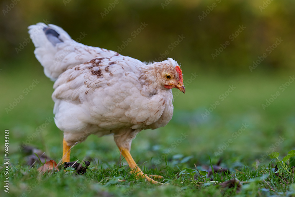 White young chick free in garden grass