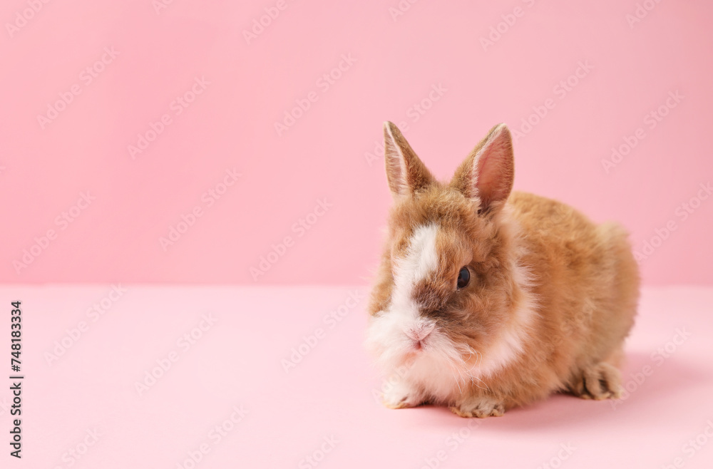 Cute little rabbit on pink background, space for text. Adorable pet Cute little rabbit on pink background, space for text. Adorable pet