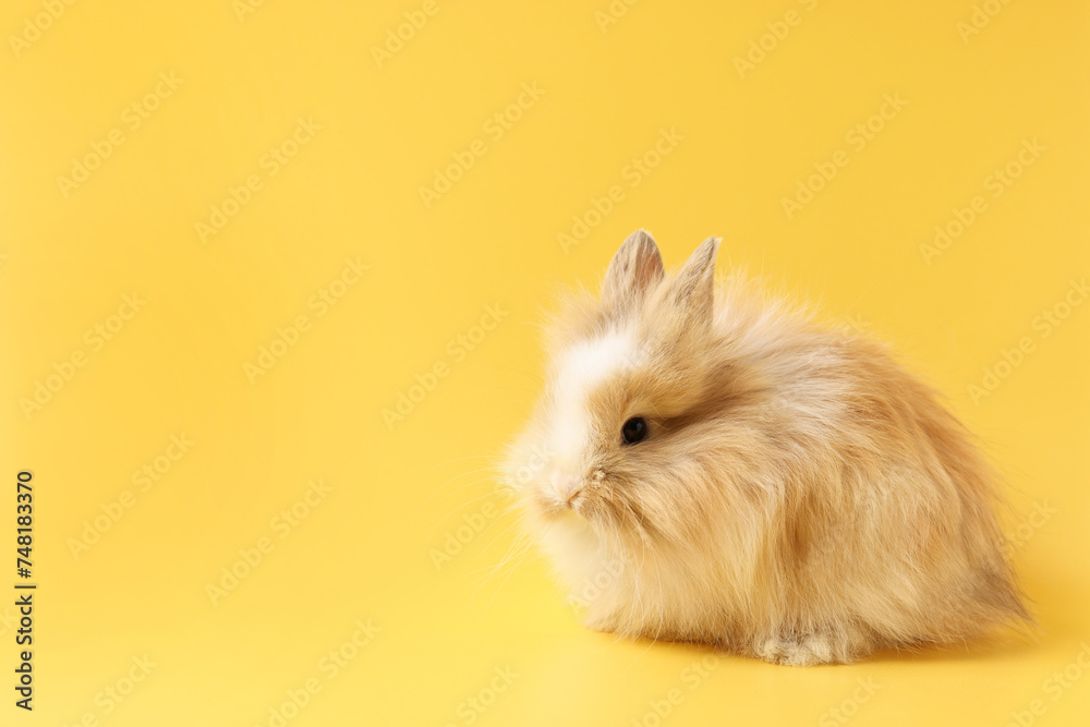 Cute little rabbit on yellow background. Space for text