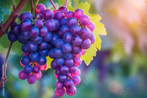 Cluster of red grapes basks in the sunlight and the warm glow of the vineyard behind.