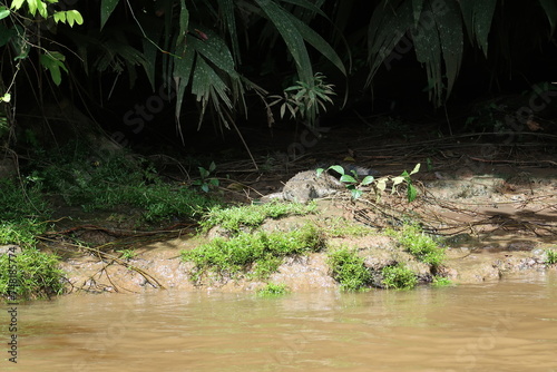 Cocodrilo en las aguas del Parque Nacional Tortuguero, ubicado en la costa caribeña, Costa Rica photo