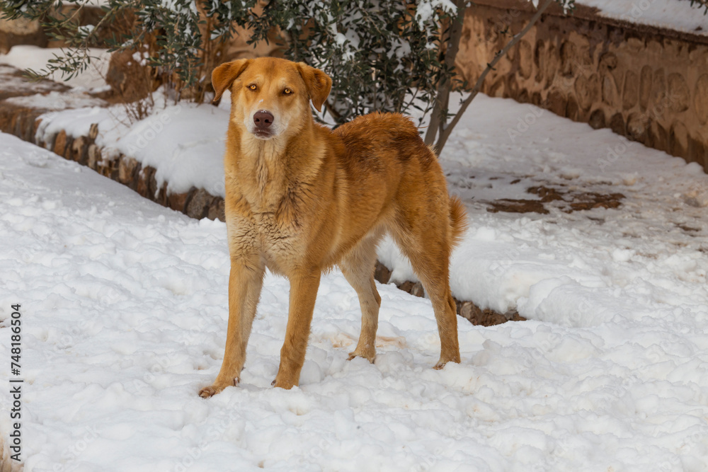 A stray dog in the snow. The concept of homelessness with intriguing details A stray dog in the snow. The concept of homelessness with intriguing details