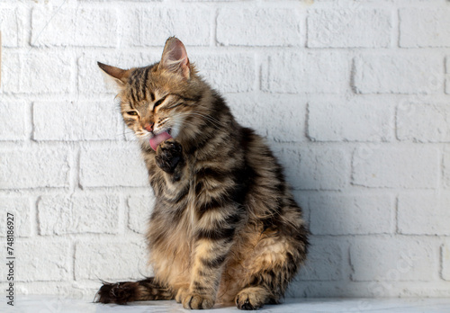 Cute fluffy tabby cat is li...