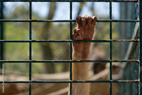 Main d'un singe accrochée à une cage au Zoo. Captivité photo