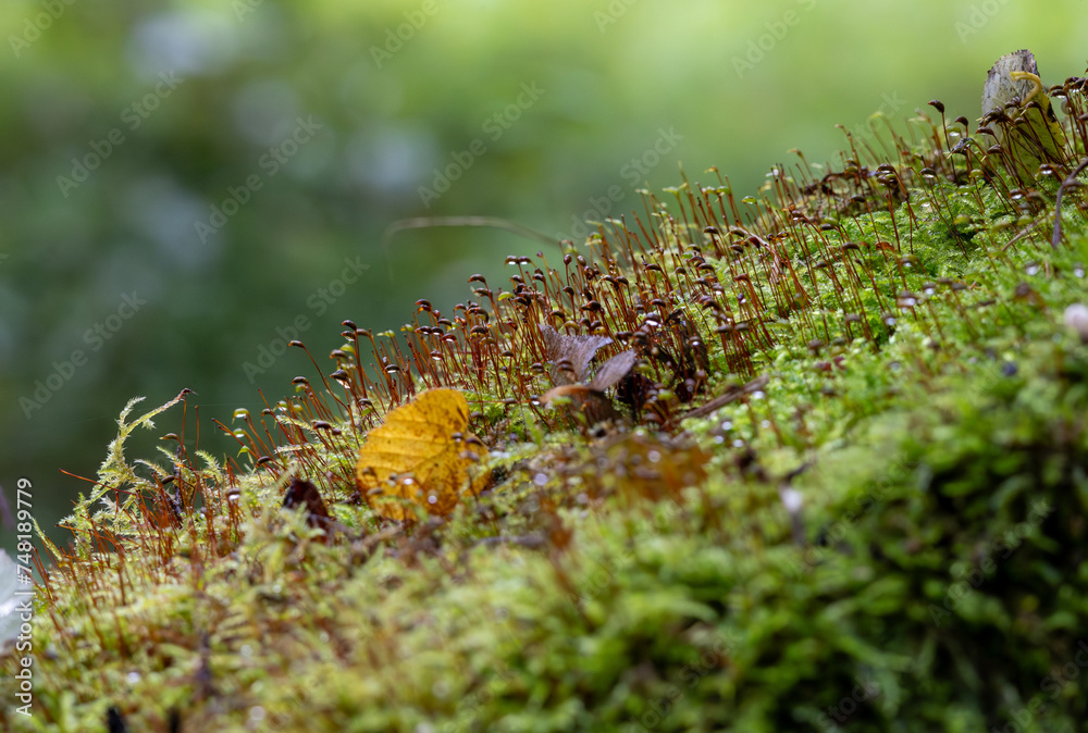 Moss and leaves on the ground in the forest. Selective focus