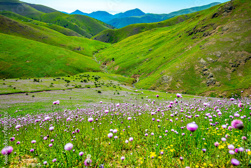 Verdant Valleys and Wildflowers Along Khalkhal-Asalem Road, Gilan, Iran photo