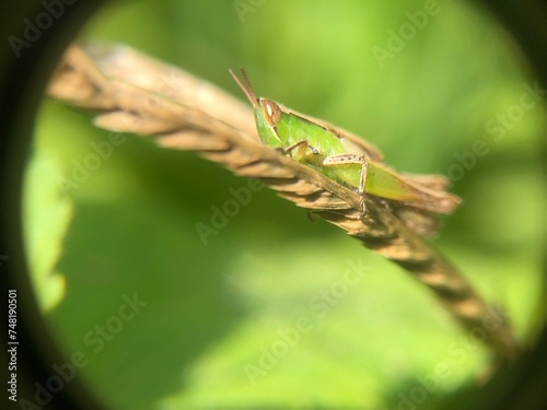 green grasshopper on a leaf