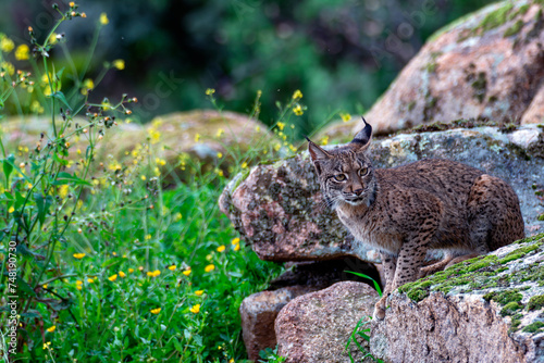 Photography Iberian lynx in the Sierra de Andujar, Spain.