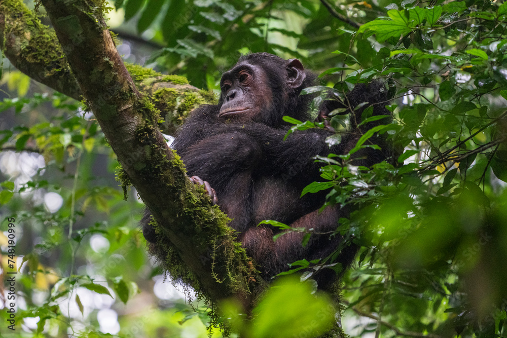 Chimpanzee sitting in a tree Chimpanzee sitting in a tree