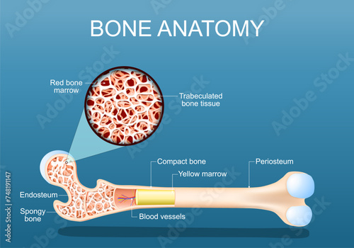 Bone anatomy. Structure of a femur. photo