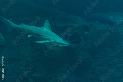 Silvertip shark swimming in deep sea aquarium.