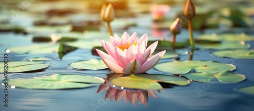 lotus water lily blooming