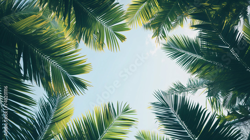 Looking up at palm trees and blue sky background