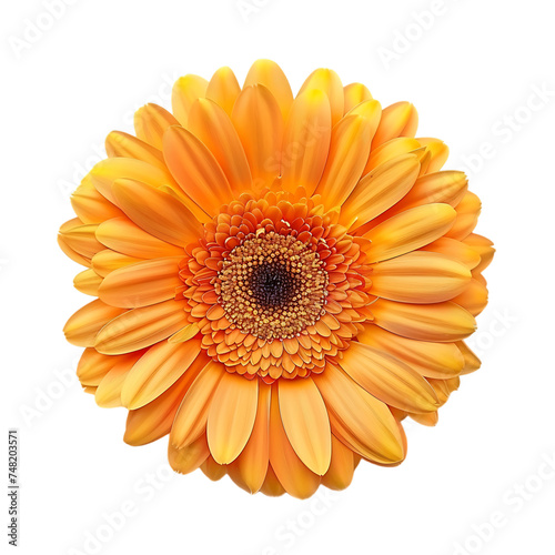 Orange gerbera flower isolated on white background 