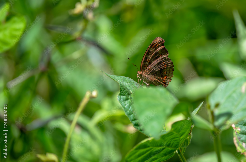 Fototapeta premium Junonia hedonia, the brown pansy, chocolate pansy, brown soldier or chocolate argus butterfly.