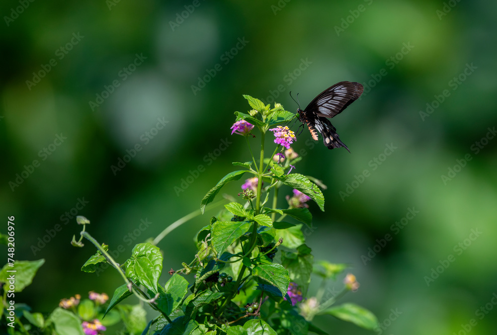 Red butterfly Hedge with flowers. Common Rose butterfly. Red butterfly Hedge with flowers. Common Rose butterfly.