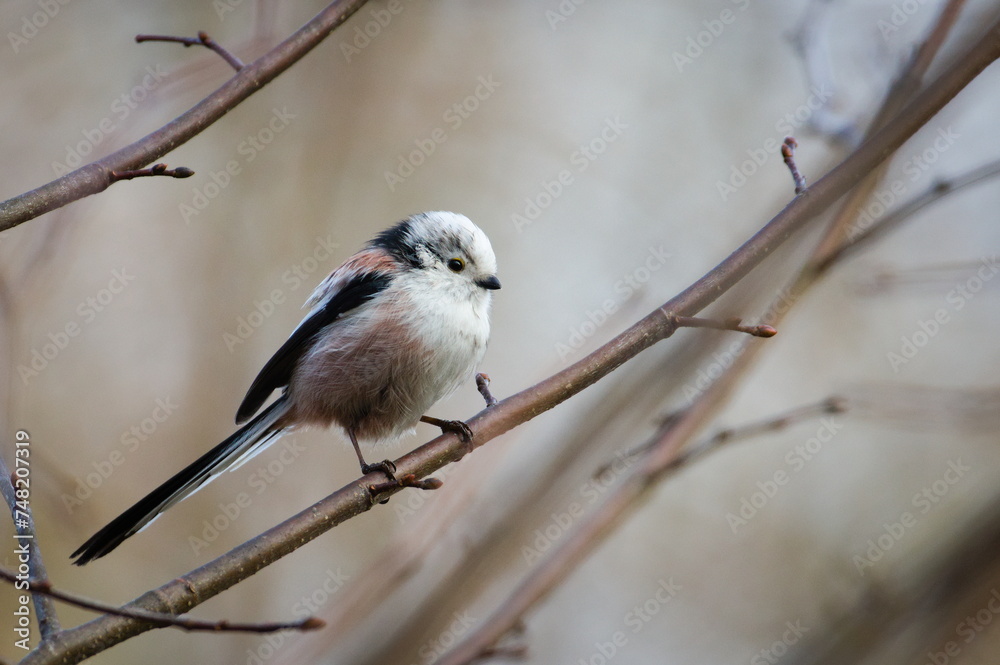 Aegithalos caudatus aka Long-tailed Tit perched on a tree branch. Funny fluffy european bird. Aegithalos caudatus aka Long-tailed Tit perched on a tree branch. Funny fluffy european bird.