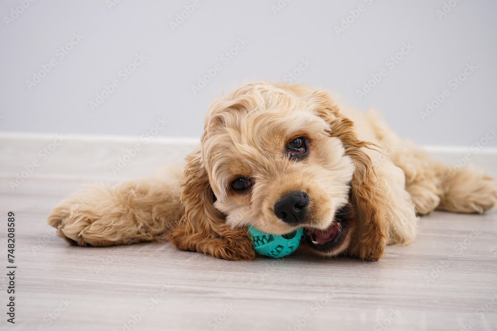 American Cocker Spaniel puppy with a ball on a gray background