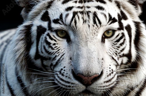 Intense gaze of white tiger  serious look. Close-up of white wild tiger face  highlighting its piercing green eyes  endangered species. Nature animal wildlife concept. Copy ad text space. Generate Ai
