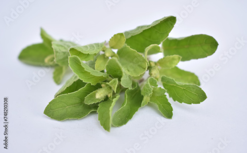 A closeup picture of tulsi leaves isolated.