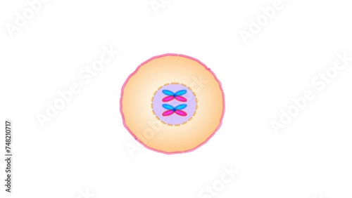 Cell division stages diagram. Anaphase, telophase, metaphase, pro metaphase, prophase, cytokinesis steps footage. Stages of mitosis phases loop animation.  Illustration video photo