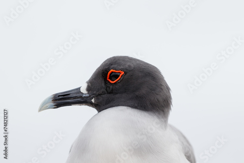 swallow tailed gull close up in profile galapagos red circle around eye. photo
