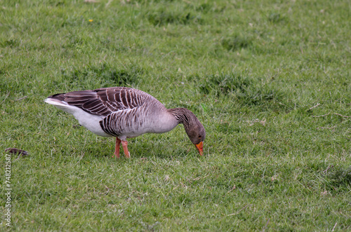 a goose is grazing in a green meadow closeup