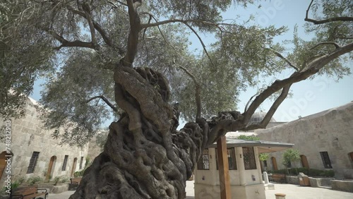 Olive tree in the garden of Sokullu Mehmed Pasha Social Complex in Hatay. It is registered as a monumental tree. The camera revolves around him. photo