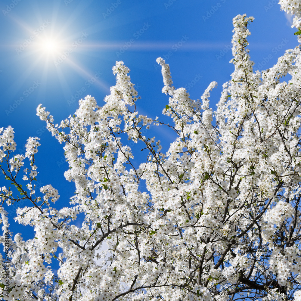 Cherry blossoms and sun on blue sky.