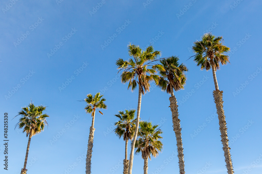A low angle view of palm trees against a blue sky