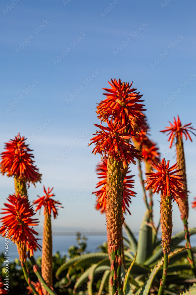 A close up of candelabra aloe succulent plants against a blue sky A close up of candelabra aloe succulent plants against a blue sky