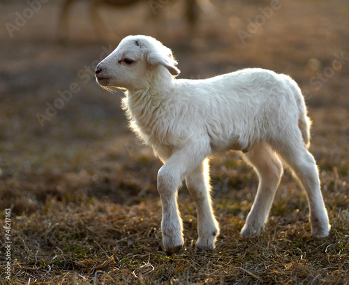 Young white sheep lamb walking