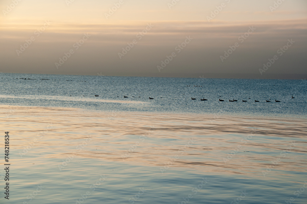 Canadian geese swimming on Lake Ontario at dawn