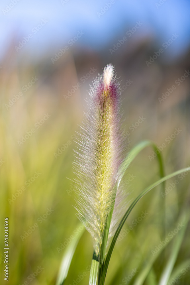 plant plant