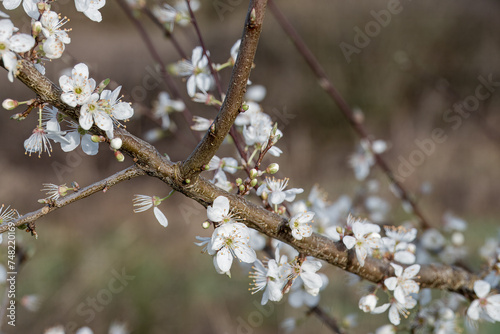 blackthorn blossom clouds of snow white flowers in early spring