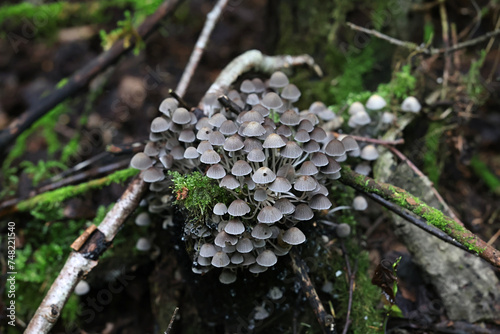 Trooping crumble cap, Coprinellus disseminatus, also known as fairy inkcap, wild mushroom from Finland photo