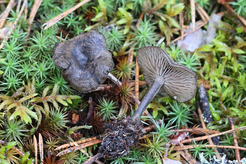 Rhodocybe caelata, also called Clitopilus caelatus, a pinkgill mushroom from Finland, no common English name