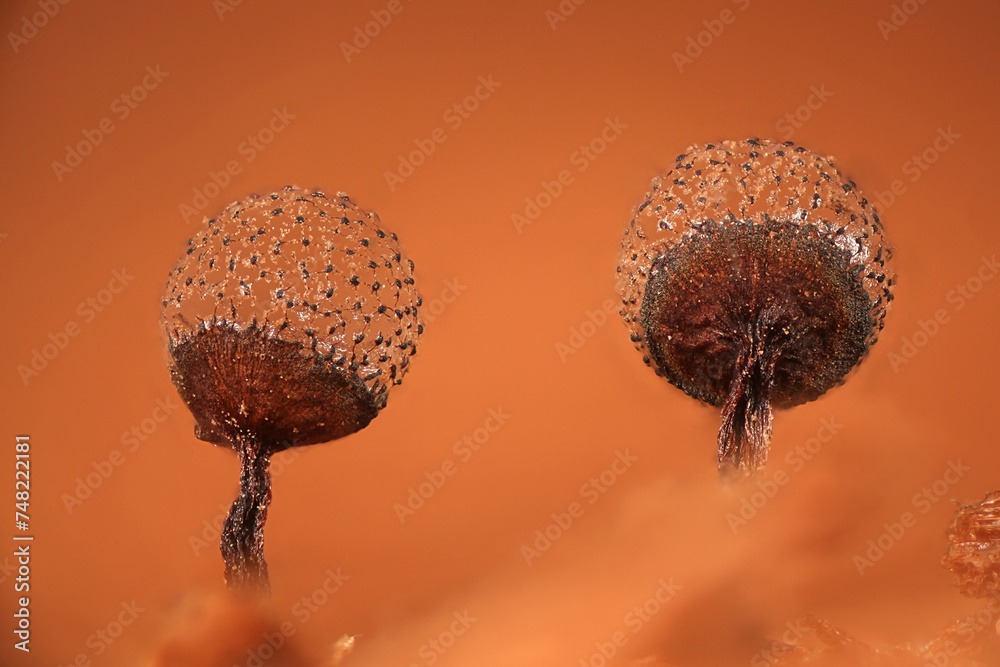Cribraria piriformis, a slime mold, no common English name, microscope