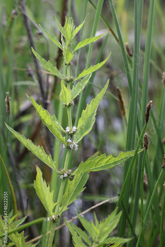 Gipsywort, Lycopus europaeus, also known as Water horehound, wild plant from Finland photo