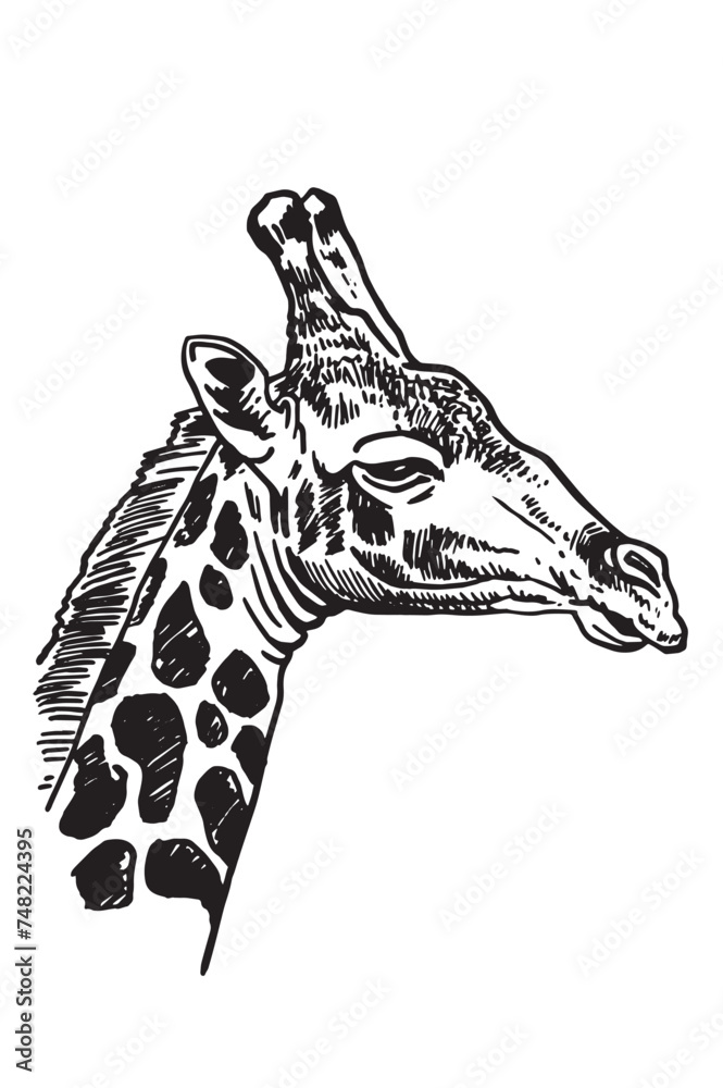 Naklejka premium Portrait of giraffe on white background,vector illustration. African animal 