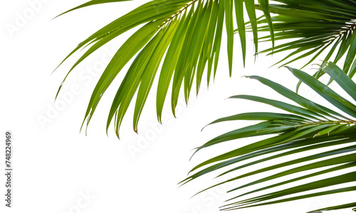 Green leaves of palm tree isolated on white background. Tropical evergreen plants, palm branches, png file