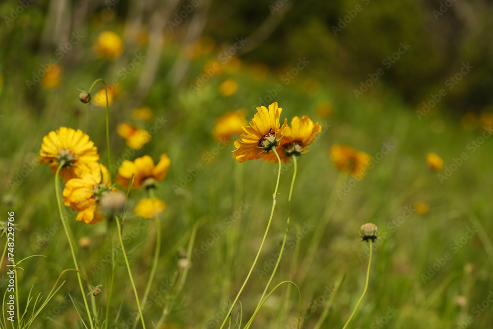 Delicate flowers of Greenthread in Texas spring season landscape. Delicate flowers of Greenthread in Texas spring season landscape.