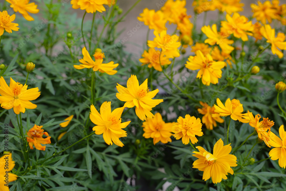 Sulfur cosmos limonnyy venets yellow flower Sulfur cosmos limonnyy venets yellow flower