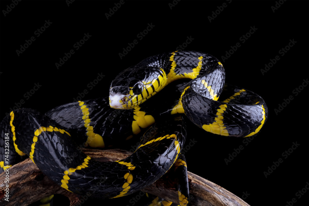 Fototapeta premium boiga dendrophila yellow ringed, gold ringed snake