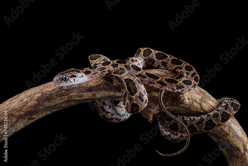 angry baby boiga snake on branch