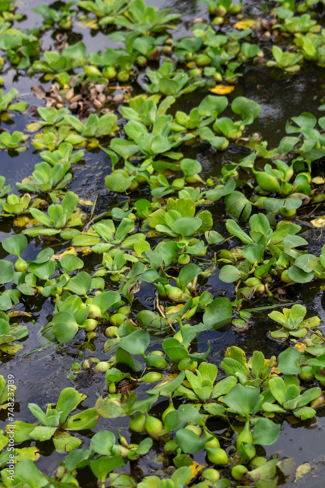 plantas acuaticas en sobre el agua plantas acuaticas en sobre el agua