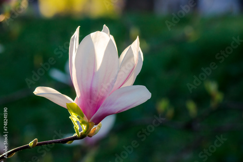 closeup of pink bud of blossoming magnolia tree in evening light. beautiful nature background