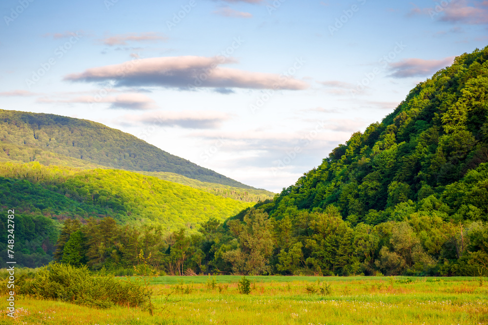 carpathian countryside scenery in spring. mountainous rural landscape of ukraine with grassy field between forested hill beneath a blue sky with fluffy clouds in morning light