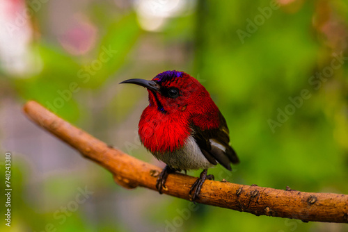 The crimson sunbird (Aethopyga siparaja) is a species of bird in the sunbird family which feed largely on nectar