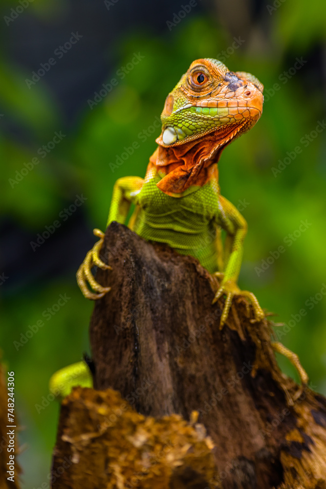 Obraz premium Iguana is a genus of herbivorous lizards that are native to tropical areas of Mexico, Central America, South America, and the Caribbean